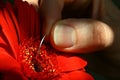 Woman hand touching Gerbera Garvinea with surgical needle