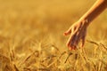 Woman hand touching a golden wheat ear in the wheat field - Image Royalty Free Stock Photo