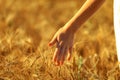 Woman hand touching a golden wheat ear in the wheat field Royalty Free Stock Photo