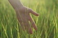 Woman hand touching grass Royalty Free Stock Photo