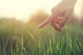 Woman hand touching green grass at sunrise light Royalty Free Stock Photo