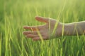 Woman hand touching green grass at sunrise light, nature Royalty Free Stock Photo