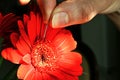 Woman hand touching red flower Gerbera Garvinea with surgical needle Royalty Free Stock Photo