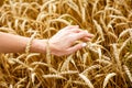 Woman hand touching wheat ears on field. Hands Royalty Free Stock Photo