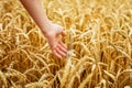 Woman hand touching wheat ears on field. Hands Royalty Free Stock Photo