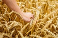 Woman hand touching wheat ears on field. Hands Royalty Free Stock Photo