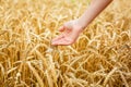 Woman hand touching wheat ears on field. Hands Royalty Free Stock Photo