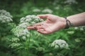 Woman hand touching wild meadow flower Royalty Free Stock Photo