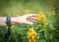 Woman hand touching wild meadow flower Royalty Free Stock Photo