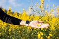 Woman hand touching yellow flowers Royalty Free Stock Photo