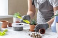 Woman hand transplanting succulent in ceramic pot on the table. Concept of indoor garden home