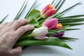 Woman hand with tulips flowers.  on white Royalty Free Stock Photo