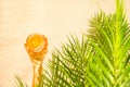 Woman hand under palm tree branches with glass of water with slice orange. Female relaxation on the sand of the beach at summer Royalty Free Stock Photo