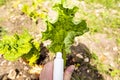 Rhubarb plant infected by many black aphids