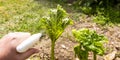 Rhubarb plant infected by many black aphids