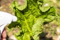 Rhubarb plant infected by many black aphids