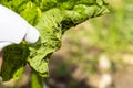 Rhubarb plant infected by many black aphids