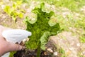 Rhubarb plant infected by many black aphids