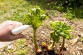 Rhubarb plant infected by many black aphids