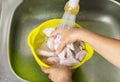 Woman hand wash chicken middle wings with water Royalty Free Stock Photo