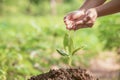 Woman hand watering plant in garden. Royalty Free Stock Photo