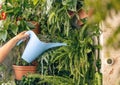 Woman hand watering plant Royalty Free Stock Photo