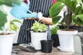 Woman hand watering plants in a pot taking care of houseplants, female pouring water in to growing green plants, gardening indoors Royalty Free Stock Photo