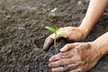 Woman hand watering and protect young tree on soil background Royalty Free Stock Photo