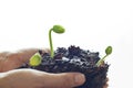 Woman hand watering and protect young tree on soil white background Royalty Free Stock Photo