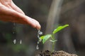 Woman hand watering young tree green.Planting seedlings to reduce global warming. Green sprout growing from seed. Seedlings that Royalty Free Stock Photo