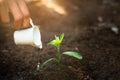 Woman hand watering young tree green.Planting seedlings to reduce global warming. Green sprout growing from seed. Seedlings that Royalty Free Stock Photo