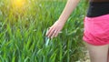 Woman hand in wheat green field