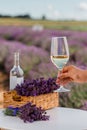 Woman hand with white wine glass on a lavander fields background in Provence, France. Lines of purple flowers bushes Royalty Free Stock Photo