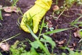 Woman hand in yellow garden glove pulling out weeds