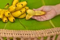 Woman hand with yellow lady finger bananas put on green banana leaf, kluay-khai, Pisang Mas Royalty Free Stock Photo