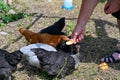 Woman handfeeding apple to chickens in garden