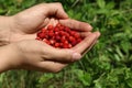 Woman with handful of fresh wild strawberries outdoors, closeup Royalty Free Stock Photo