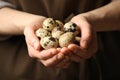 Woman with handful of quail eggs, closeup Royalty Free Stock Photo