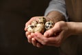 Woman with handful of quail eggs on dark background, closeup Royalty Free Stock Photo