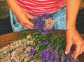 Woman hands binding lavender flowers with scissors and string