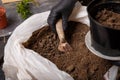 Woman hands in black gloves filling in a flower pot with universal siol for greenery and indoor plants. Gardening concept. Royalty Free Stock Photo