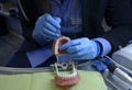 Woman hands in blue gloves holding dental brush above the typodont, plastic moulage of human jaws and teeth, showing way