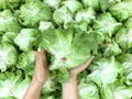 Woman hands choose raw organic round crisp Iceberg Lettuce in supermarket Royalty Free Stock Photo