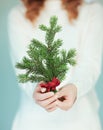 Woman hands close up holding christmas decoration branch, pine branch Royalty Free Stock Photo