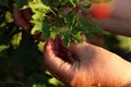 A woman hands collecting red currants in summertime for tasty juicy.