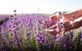 A woman hands collects flowers on a lavender field on a sunny summer morning. Natural cosmetics concept. Copy space. Close-up Royalty Free Stock Photo