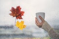 Woman hands with cup of coffee near window with raindrops and fallen maple leaf in the autumn day. loneliness concept. Royalty Free Stock Photo