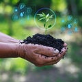 Woman hands cupping heap of soil. Royalty Free Stock Photo