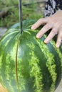 Woman hands cut a big green delicious watermelon in two