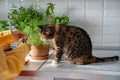 Woman hands cutting fresh herbs in pot on kitchen, cat looking sitting near on table at home. Royalty Free Stock Photo